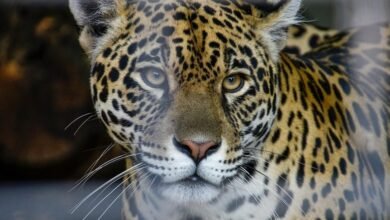 neural summit apex flow