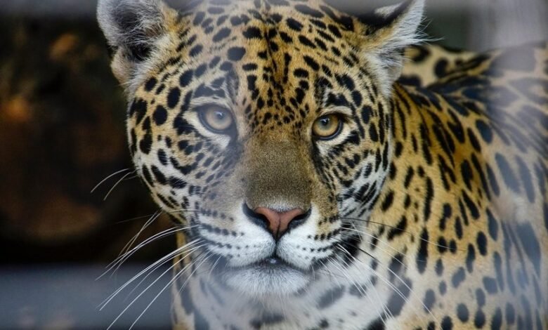 neural summit apex flow