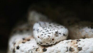 strategic growth in industry